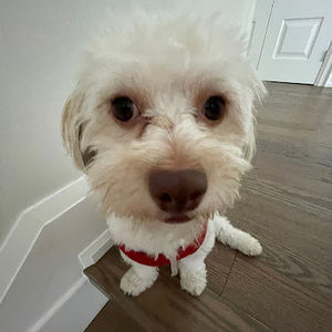 Meet your Posher, Lena